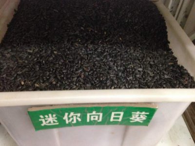 迷你向日葵種子