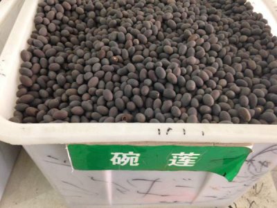 碗蓮種子