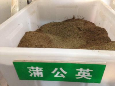 蒲公英種子