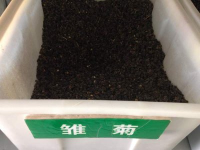 雛菊種子