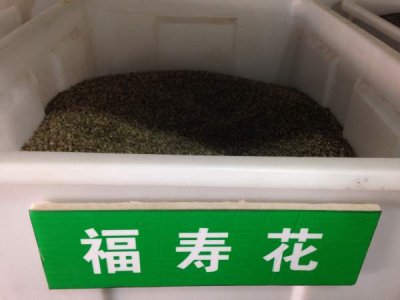 福壽花種子
