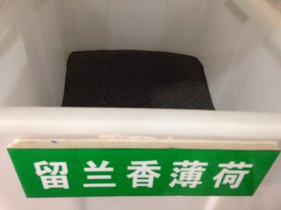 留蘭香薄荷種子