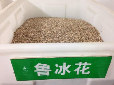 魯冰花種子