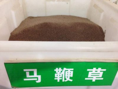 馬鞭草種子