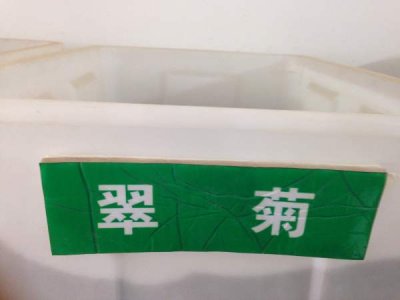 翠菊種子