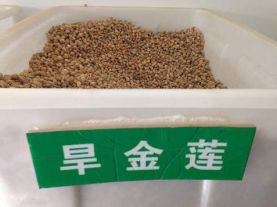 旱金蓮種子