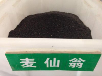 麥仙翁種子