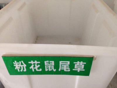 粉花鼠尾草種子