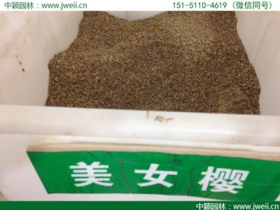 加拿大美女櫻種子