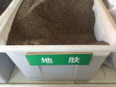 地膚草種子