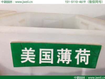 美國薄荷種子