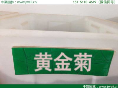 黃金菊種子