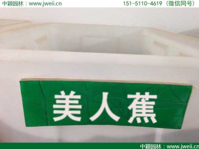 美人蕉種子