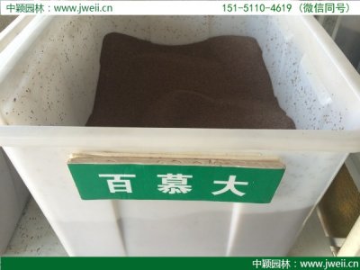 百慕大種子