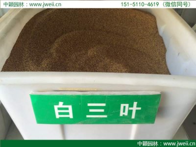 白三葉種子