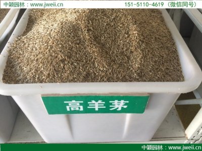 高羊茅種子
