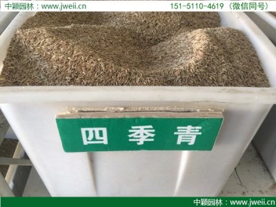 四季青草坪種子