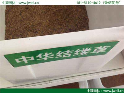 中華結縷草