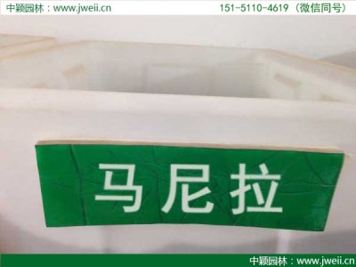 馬尼拉