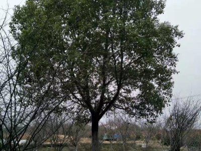 香樟樹