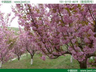 櫻花
