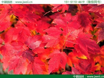 美國紅楓