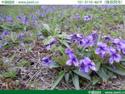 紫花地丁種子