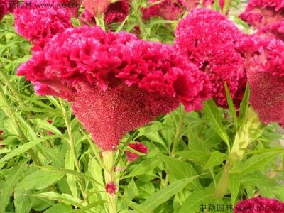 雞冠花種子