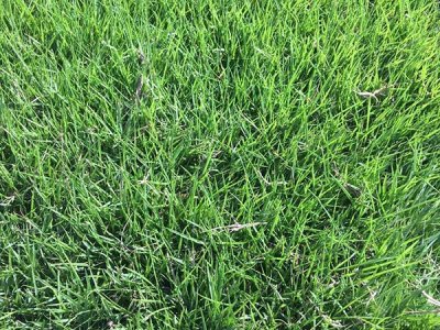每公斤草種可種植多少平米？