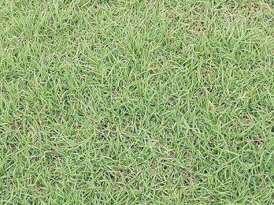 山西適合種植果嶺草嗎？