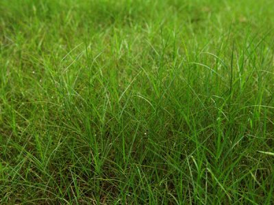 高速護坡綠化植物種類？