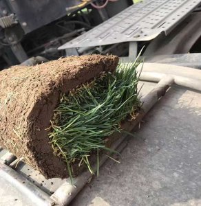 湖北適合種植早熟禾嗎？