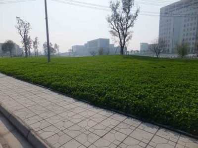 邊坡掛網每平方草籽用量多少克？