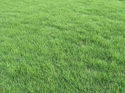 1斤草籽可以撒多大面積？