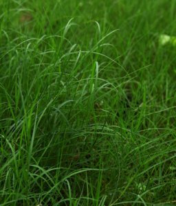四川適合種植百喜草嗎？