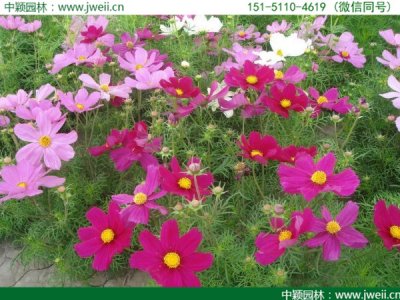 哪里有賣格桑花籽？