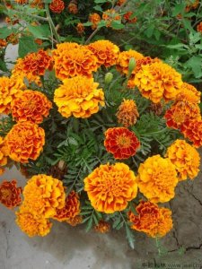 萬壽菊幾月份開花？