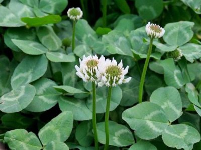 1kg白三葉草籽種多少平方？