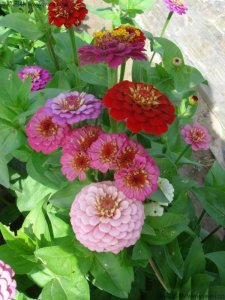 春天能種矮桿百日草花嗎？