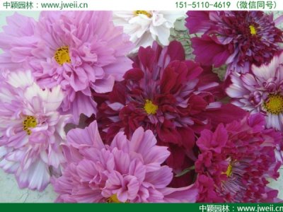 格桑花花種哪家便宜？