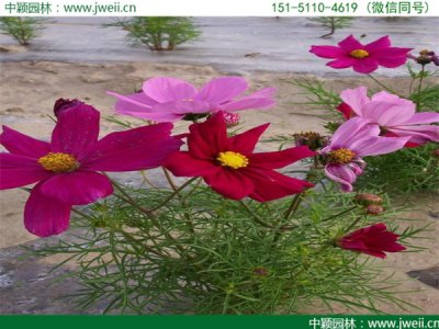 格桑花種子發芽溫度最佳是幾度？