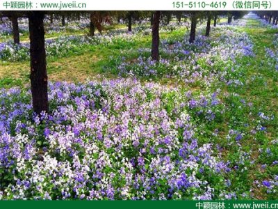 廣東適合種植二月蘭嗎？