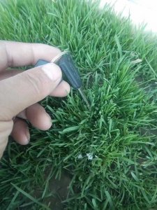 剪股穎草籽播種幾天可以發芽？