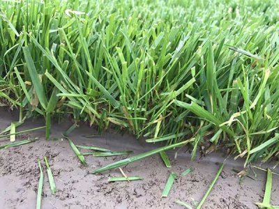 河北適合種植紫羊茅嗎？