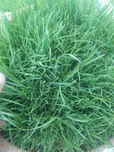 秋季能不能播種披堿草？