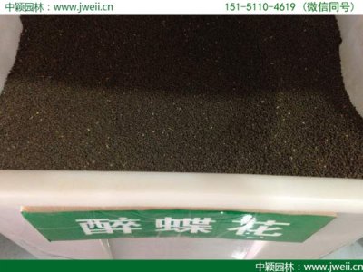 醉蝶花十一月可以種嗎？