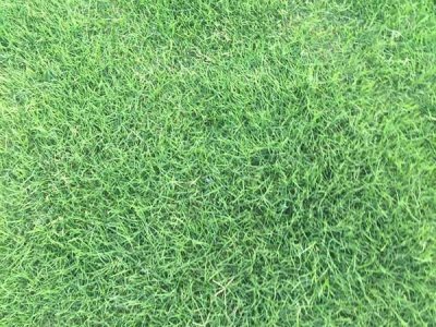 陜西適合種植百慕大嗎？