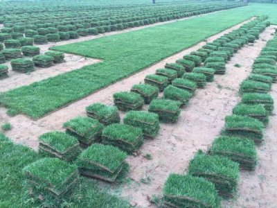江西適合種植四季青草嗎？