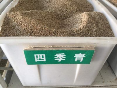 華北哪里有賣四季青草種子的？
