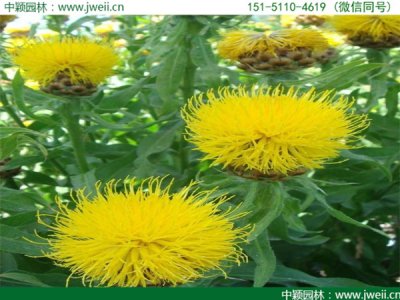云南適合種植矢車菊嗎？